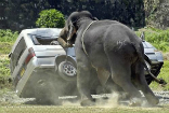 Sometimes the elephant wins. Image of Sometimes the elephant wins.