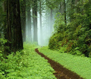 Narrow Path in the California Forest Narrow Path in the California Forest