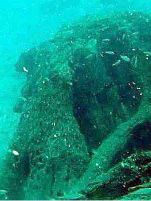 Underwater forest discovered off coast of Alabama - Green - News ...