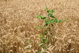 Next, alongside the seeds, there are also weeds. These are those under the sway of the evil one, who live by principles opposed or antithetical to the Gospel, whose evil scandalously causes others to imitate it. Some of these weeds may even be in the Church, since seeds and weeds grow up side by side.
Image of Next, alongside the seeds, there are also weeds. These are those under the sway of the evil one, who live by principles opposed or antithetical to the Gospel, whose evil scandalously causes others to imitate it. Some of these weeds may even be in the Church, since seeds and weeds grow up side by side.