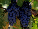 Image of