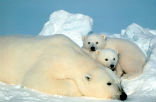 Polar bears are among the most photogenic of the endangered species and icons of Arctic climate change. Image of Polar bears are among the most photogenic of the endangered species and icons of Arctic climate change.