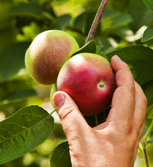 Nothing is better than a fresh picked Macintosh apple. Nothing is better than a fresh picked Macintosh apple.