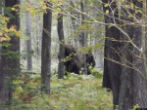 This image possibly shows two Bigfoots. Image of This image possibly shows two Bigfoots.