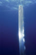 A rare sighting of a live oarfish near the surface. It probably does not mean much. Image of A rare sighting of a live oarfish near the surface. It probably does not mean much.