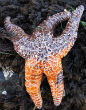 A victim of Starfish Wasting Syndrome. Normally, the starfish is a bright orange color. In this image, the disease is spreading, killing the creature. Image of A victim of Starfish Wasting Syndrome. Normally, the starfish is a bright orange color. In this image, the disease is spreading, killing the creature.
