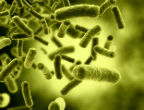 Bacteria are winning the war because they evolve faster than the drugs developed to fight them. Image of Bacteria are winning the war because they evolve faster than the drugs developed to fight them.