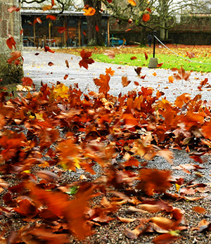 Like swirling leaves, we get caught up in our own frustrations. Like swirling leaves, we get caught up in our own frustrations.