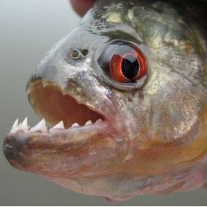 Freshwater fish originating in South American rivers, piranhas are described as extremely aggressive and territorial. Freshwater fish originating in South American rivers, piranhas are described as extremely aggressive and territorial.