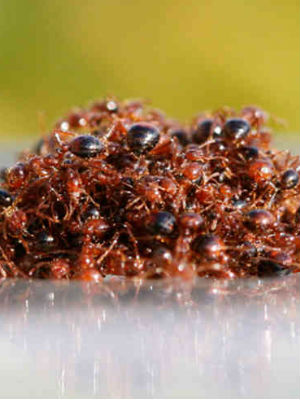 Research proved that 79 percent of the young ants were able to survive their ordeal after eight hours under water. Research proved that 79 percent of the young ants were able to survive their ordeal after eight hours under water.