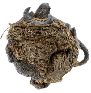 The silver objects were found in a large ball-like mass wrapped in plant fibers. The silver objects were wrapped tightly in a ball of plant fibers. The curves of the earrings can be seen sticking out the side. The silver objects were found in a large ball-like mass wrapped in plant fibers. The silver objects were wrapped tightly in a ball of plant fibers. The curves of the earrings can be seen sticking out the side.