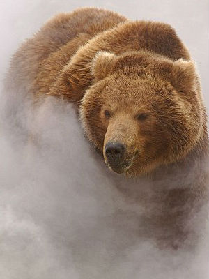 The area provides many natural steambaths for the many local brown bears. The area provides many natural steambaths for the many local brown bears.