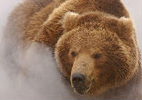 The area provides many natural steambaths for the many local brown bears. Image of The area provides many natural steambaths for the many local brown bears.