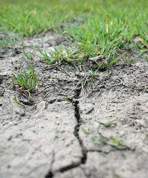 According to a recent United Nations report, median crop yields will decline by up to two percent during the rest of the century. Crop demand will grow to 14 percent each decade until 2050. According to a recent United Nations report, median crop yields will decline by up to two percent during the rest of the century. Crop demand will grow to 14 percent each decade until 2050.