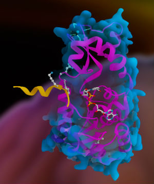 Both Sirtuin 1 and 2 proteins are involved in DNA repair and gene regulation, and may help to prevent diabetes, heart disease and cancer. Both Sirtuin 1 and 2 proteins are involved in DNA repair and gene regulation, and may help to prevent diabetes, heart disease and cancer.