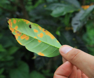 Roya attacks the leaves of coffee plants with rust-colored spore dust. Roya attacks the leaves of coffee plants with rust-colored spore dust.