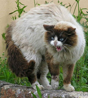Public Health England believed the risk of transmission from cats to humans was 'very low.' Public Health England believed the risk of transmission from cats to humans was 'very low.'
