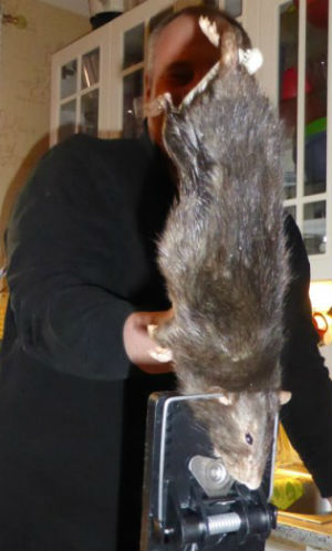 The rat had made a home for itself behind the family's dishwasher. It had caused a leak by chewing its way through the water pipes. The rat had made a home for itself behind the family's dishwasher. It had caused a leak by chewing its way through the water pipes.
