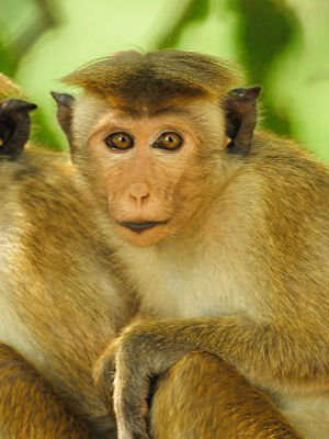 It must be noted that experiments conducted on monkeys don't always predict success among humans, and testing such drugs on humans is complicated and raises serious ethical considerations. It must be noted that experiments conducted on monkeys don't always predict success among humans, and testing such drugs on humans is complicated and raises serious ethical considerations.