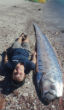 A tour guide lies beside a beached oarfish specimen on the Isla San Francisco in Mexico. Image of A tour guide lies beside a beached oarfish specimen on the Isla San Francisco in Mexico.