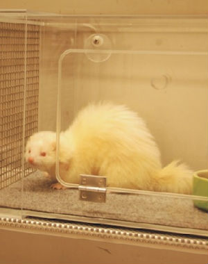 When the healthy ferret developed flu symptoms, such as ruffled fur, loss of appetite and lack of energy - researchers knew the virus had spread through the air. When the healthy ferret developed flu symptoms, such as ruffled fur, loss of appetite and lack of energy - researchers knew the virus had spread through the air.