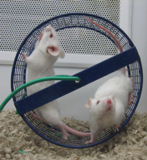 After the regeneration, the treated mice also started to make more T-cells, which is a type of white blood cell key to fighting infections. After the regeneration, the treated mice also started to make more T-cells, which is a type of white blood cell key to fighting infections.