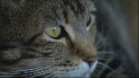 Bakersfield's hero cat saved a four-year-old boy from a dog attack. Image of Bakersfield's hero cat saved a four-year-old boy from a dog attack.