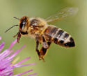A new study suggests that neonicotinoids may cause an alarming drop in the population of honeybees. Image of A new study suggests that neonicotinoids may cause an alarming drop in the population of honeybees.