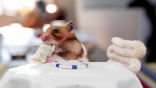 The newest viral sensation shows a hamster eating a tiny burrito. Image of The newest viral sensation shows a hamster eating a tiny burrito.