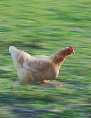 No need to run around like a chicken, trust God. Image of No need to run around like a chicken, trust God.