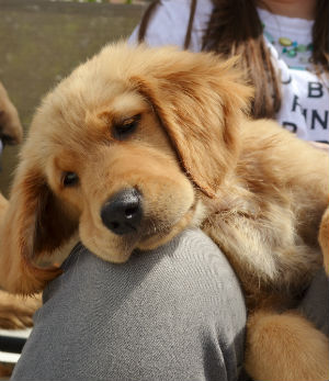 According to scientists at Cambridge University, pet owners should not worry. There is very little risk of them getting ill from their pets. According to scientists at Cambridge University, pet owners should not worry. There is very little risk of them getting ill from their pets.