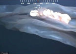 This creature is a rare deepstaria reticulum, or placental jellyfish. Image of This creature is a rare deepstaria reticulum, or placental jellyfish.