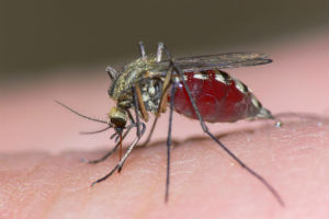 Scientists may have discovered a method in which the particular strain of mosquito which spread Malaria may be eradicated. Scientists may have discovered a method in which the particular strain of mosquito which spread Malaria may be eradicated.
