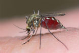 Scientists may have discovered a method in which the particular strain of mosquito which spread Malaria may be eradicated. Image of Scientists may have discovered a method in which the particular strain of mosquito which spread Malaria may be eradicated.
