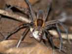 A joint Australian and Swiss study shows that spiders are actively hunting and eating fish. Image of A joint Australian and Swiss study shows that spiders are actively hunting and eating fish.