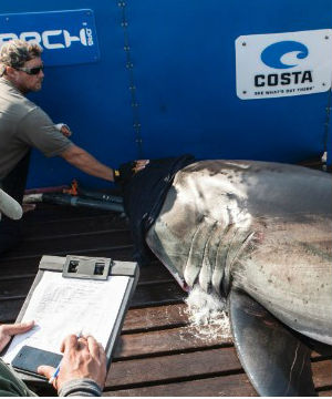 Researchers from the nonprofit group Ocearch tagged Katharine off Massachusetts' Cape Cod, along with the 14-foot long, 2,300-pound shark Betsy last August. Researchers from the nonprofit group Ocearch tagged Katharine off Massachusetts' Cape Cod, along with the 14-foot long, 2,300-pound shark Betsy last August.