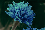 A compound taken from a fungus may prove capable of stopping drug-resistant suberbugs. Image of A compound taken from a fungus may prove capable of stopping drug-resistant suberbugs.