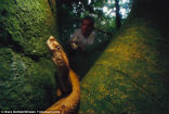 The golden lancehead viper is one of the worlds deadliest snakes. Image of The golden lancehead viper is one of the worlds deadliest snakes.
