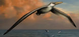 P. sandersi is an ancient bird that could have had a wingspan between 20 and 24 feet. Image of P. sandersi is an ancient bird that could have had a wingspan between 20 and 24 feet.