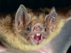 Bats can see with polarized light, and may use it to navigate with, a new study says. Image of Bats can see with polarized light, and may use it to navigate with, a new study says.