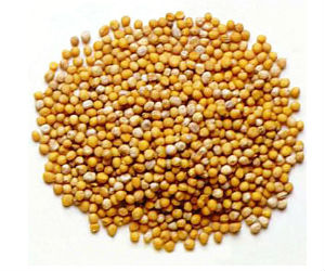 The mustard seed must be bruised in order to emit its fragrance and be used. This is a beautiful explanation by Fr Bonaventure of the parable of the mustard seed. The mustard seed must be bruised in order to emit its fragrance and be used. This is a beautiful explanation by Fr Bonaventure of the parable of the mustard seed.