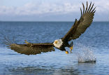 Bald eagles, which had disappeared from the Channel Islands in the 1960s, have made a comeback following a re-population effort started in 2002. Image of Bald eagles, which had disappeared from the Channel Islands in the 1960s, have made a comeback following a re-population effort started in 2002.