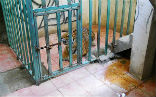 A tiger was found in a cage in a room of an abandoned house by Mexican authorities. The tiger has been moved to a local zoo while police conduct an investigation. Image of A tiger was found in a cage in a room of an abandoned house by Mexican authorities. The tiger has been moved to a local zoo while police conduct an investigation.