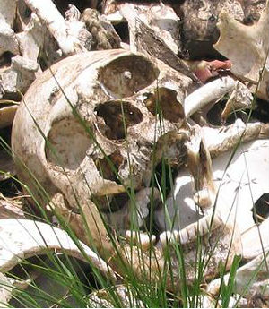 Around 4,000 graves have been discovered and 5,000 bodies found, following the confessions of scores of paramilitary warlords. Around 4,000 graves have been discovered and 5,000 bodies found, following the confessions of scores of paramilitary warlords.