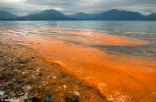 This red tide, caused by blooming microscopic algae, can cause severe health effects in anyone with respiratory illnesses. Image of This red tide, caused by blooming microscopic algae, can cause severe health effects in anyone with respiratory illnesses.