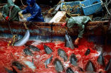 In the 2014 hunting season, which lasts from the end of September to March, fishermen will be able to kill thousands of dolphins and other porpoises. Image of In the 2014 hunting season, which lasts from the end of September to March, fishermen will be able to kill thousands of dolphins and other porpoises.