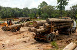 Illegal logging has become an incredibly large part of the deforestation problem. Image of Illegal logging has become an incredibly large part of the deforestation problem.