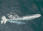 A new study has shown that California's population of blue whales has recovered near pre-whaling levels. Image of A new study has shown that California's population of blue whales has recovered near pre-whaling levels.