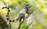 New fossils of early, squirrel-like mammals, found in China, have shown that mammals may have existed early then previously thought. Image of New fossils of early, squirrel-like mammals, found in China, have shown that mammals may have existed early then previously thought.