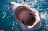 A new study from Australia found that men were targeted in 84% of all shark attacks, and that men made up 89% of all shark attack fatalities. Image of A new study from Australia found that men were targeted in 84% of all shark attacks, and that men made up 89% of all shark attack fatalities.